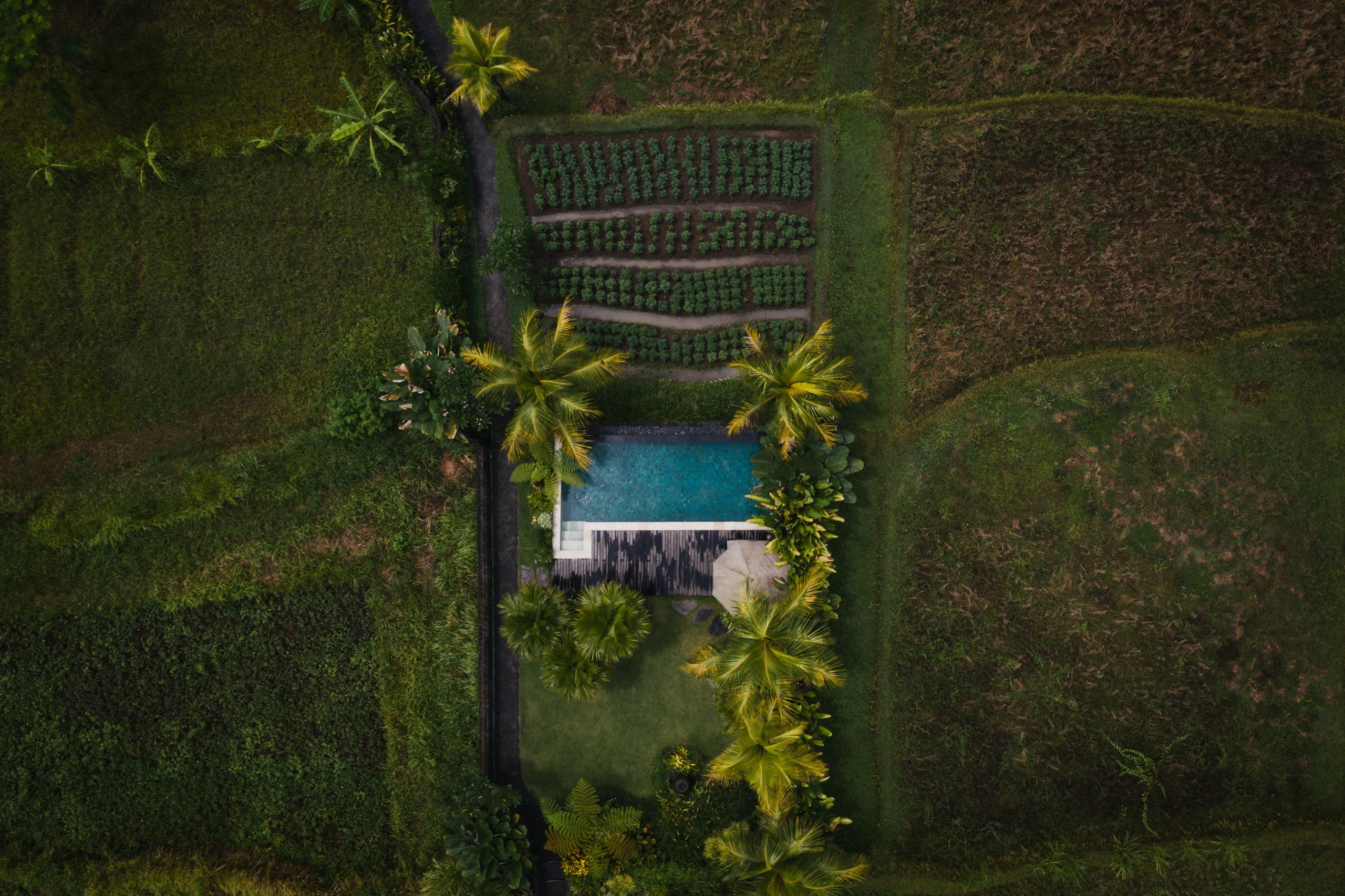 plantas que crecen en el campo scaled